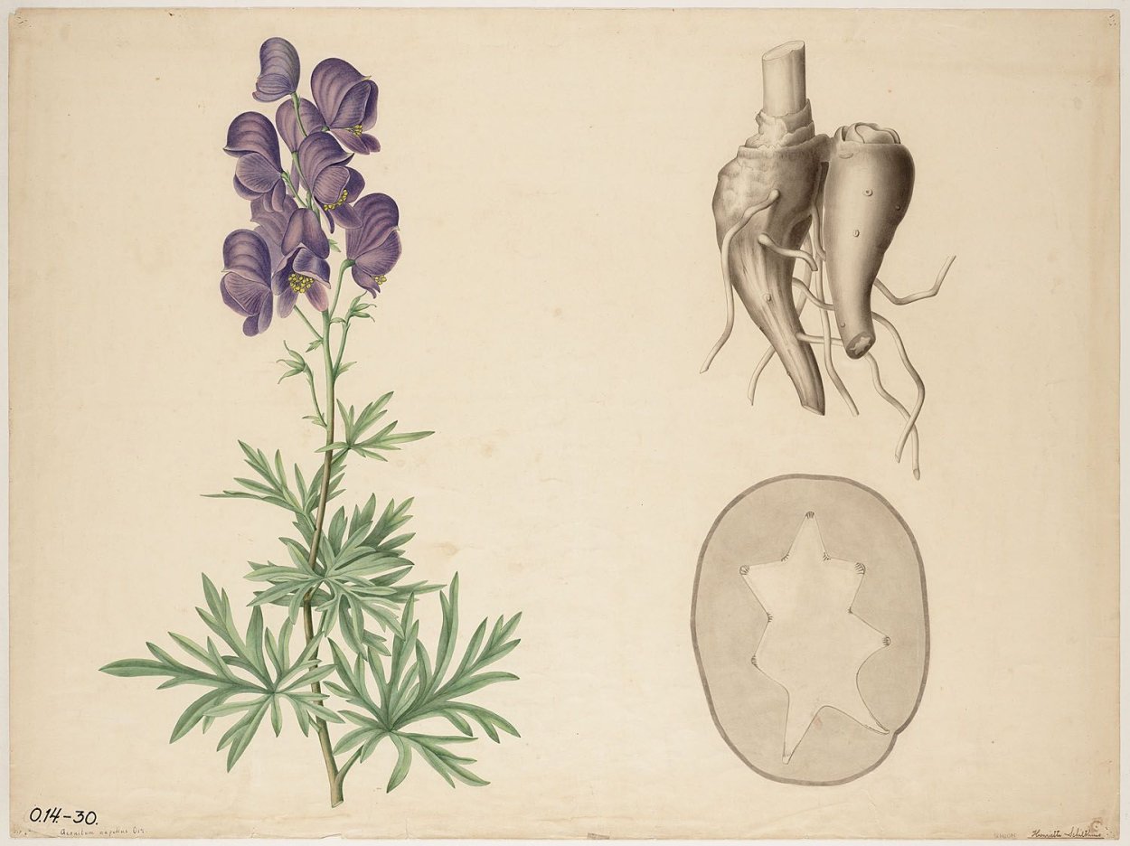 Аконит клобучковый рисунок