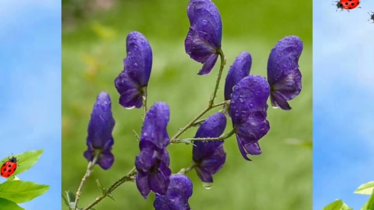 Аконит клобучковый