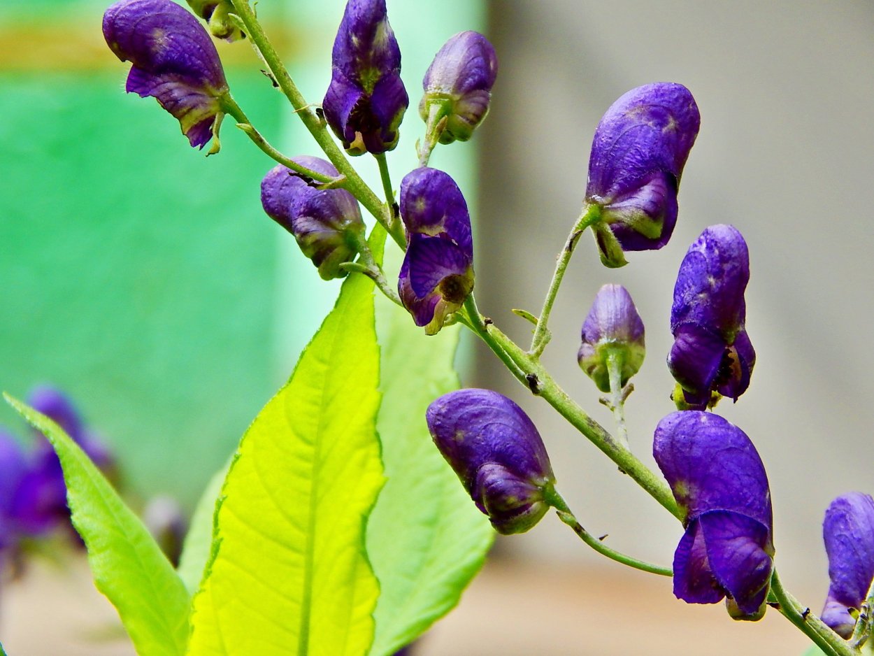 Волчий Аконит цветок
