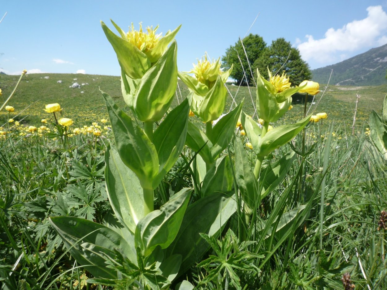 Лечебные растения