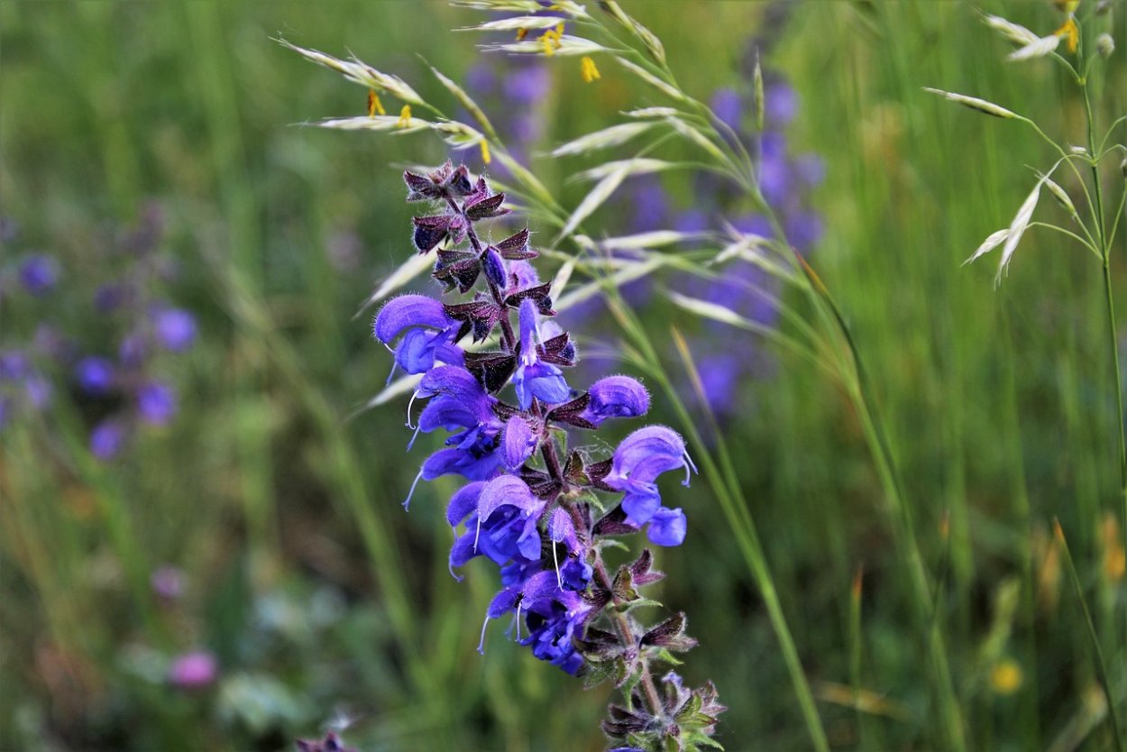 Родиола иремельская