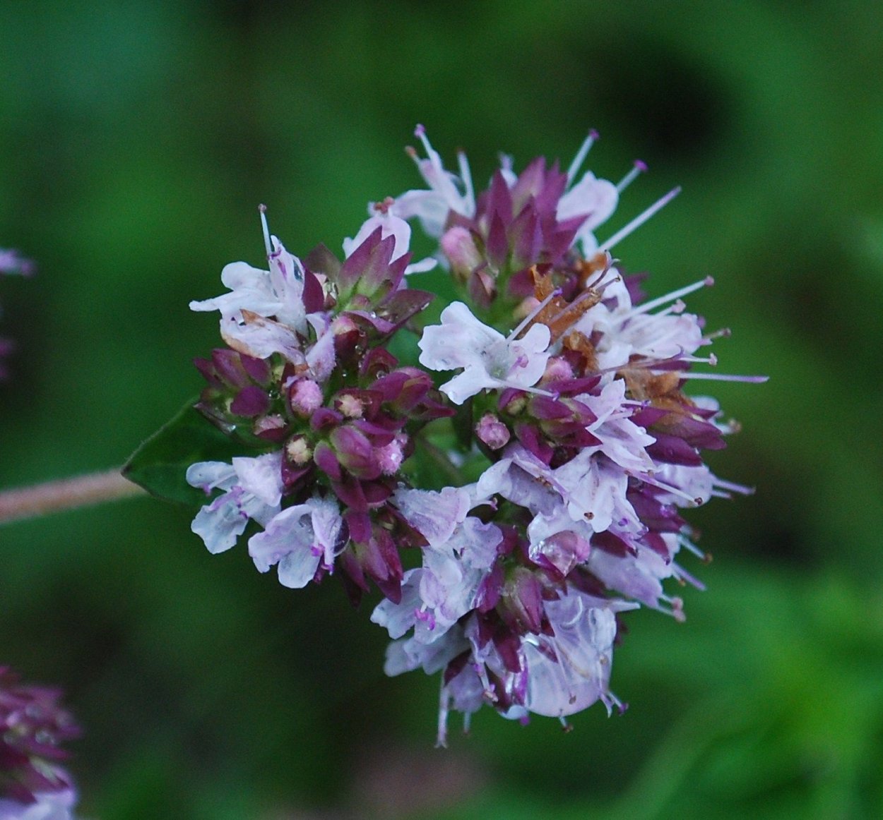 Растение Аконит Иссык-Кульский корень