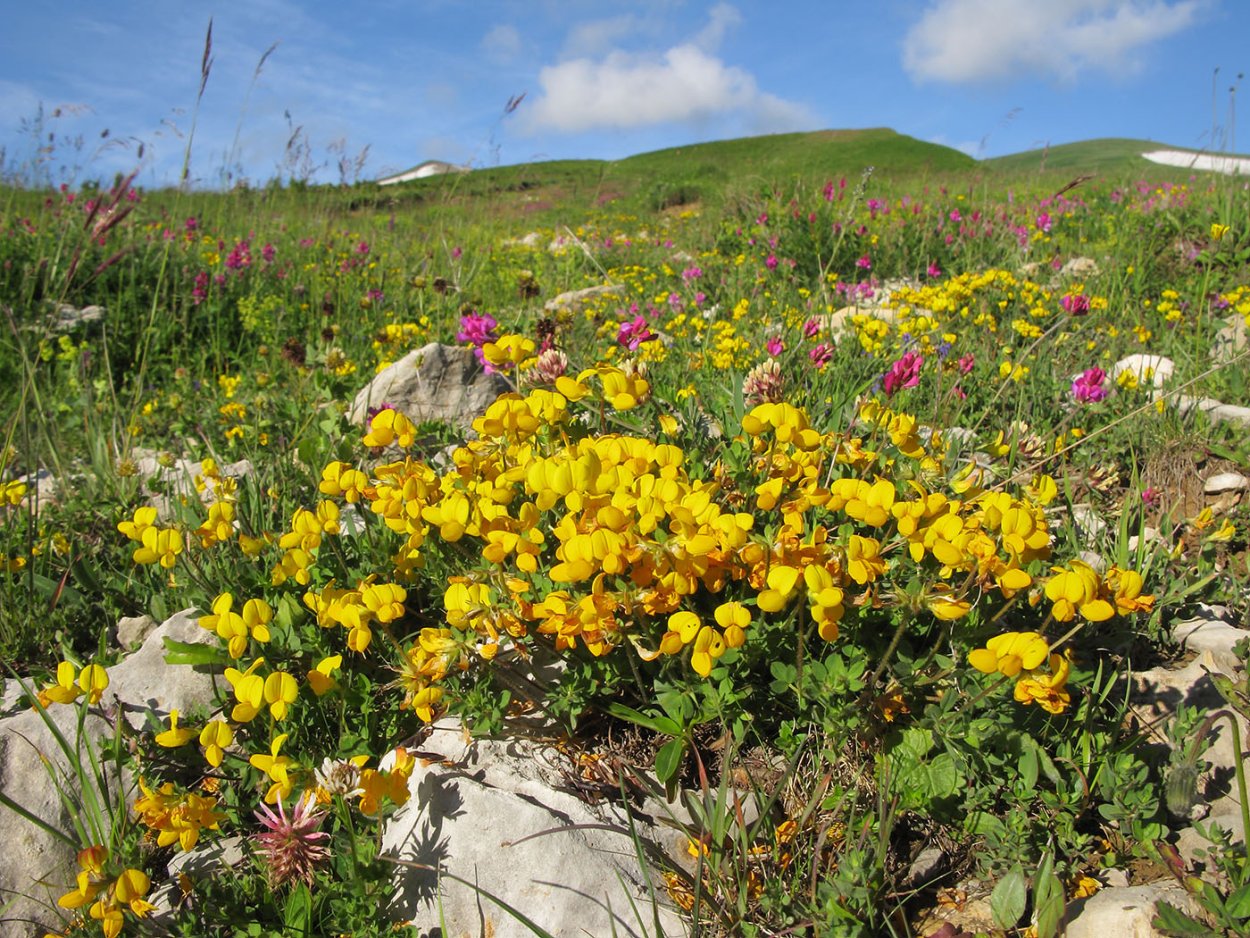 Чай горные травы