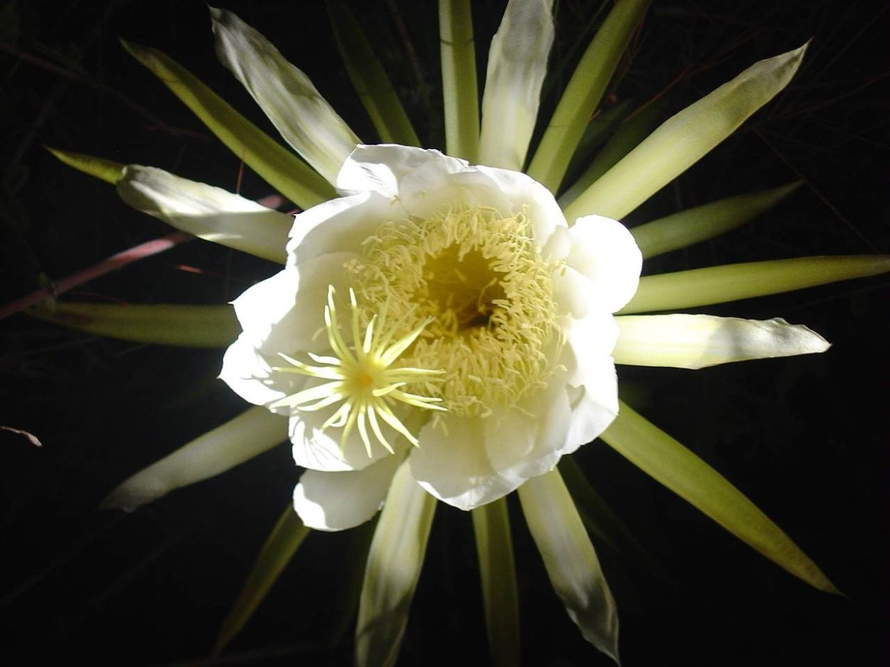 Ночной Цветущий Эхиноцереус Night-Blooming Cereus