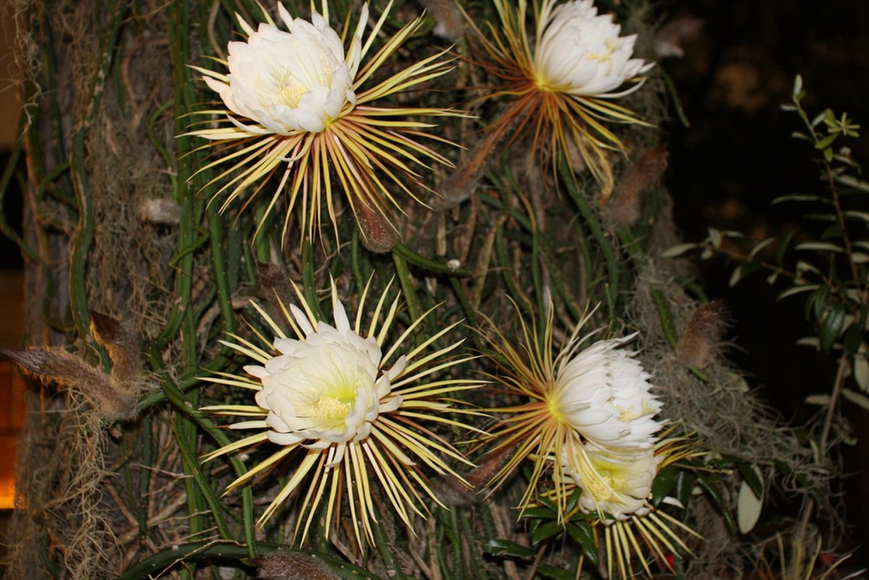 Эпифиллум оксипеталум цветок