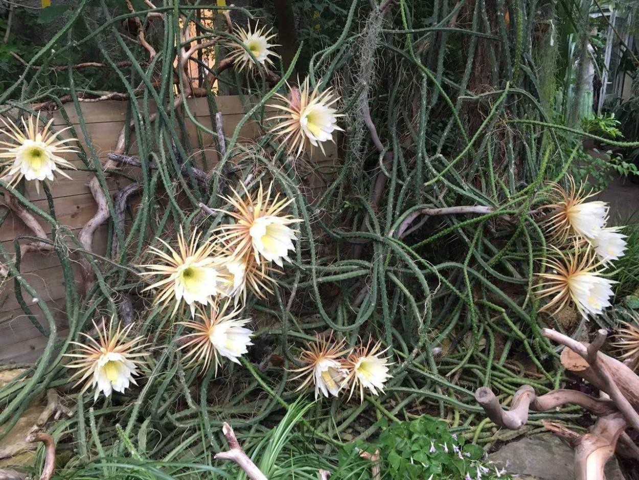 Эхиноцереус Шери