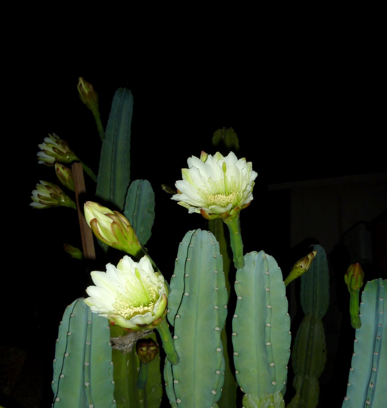 Гилоцереус волнистый