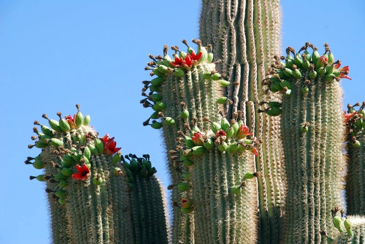 Эхинопсис Эйриеза