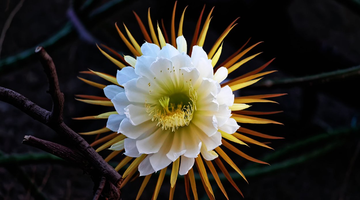 Peniocereus greggii