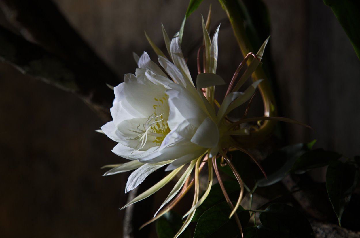 Цветок ночного цереуса