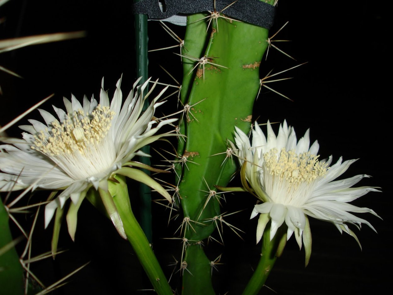 Цереус Спиралис