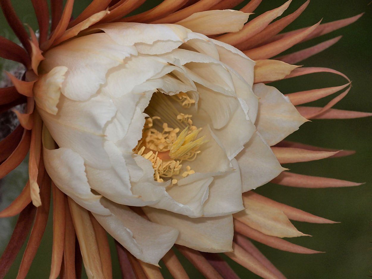 Кадупул Королева ночи