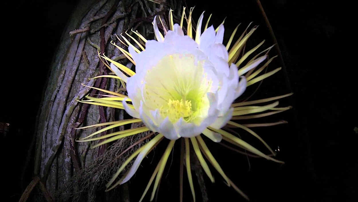 Эхиноцереус ночной