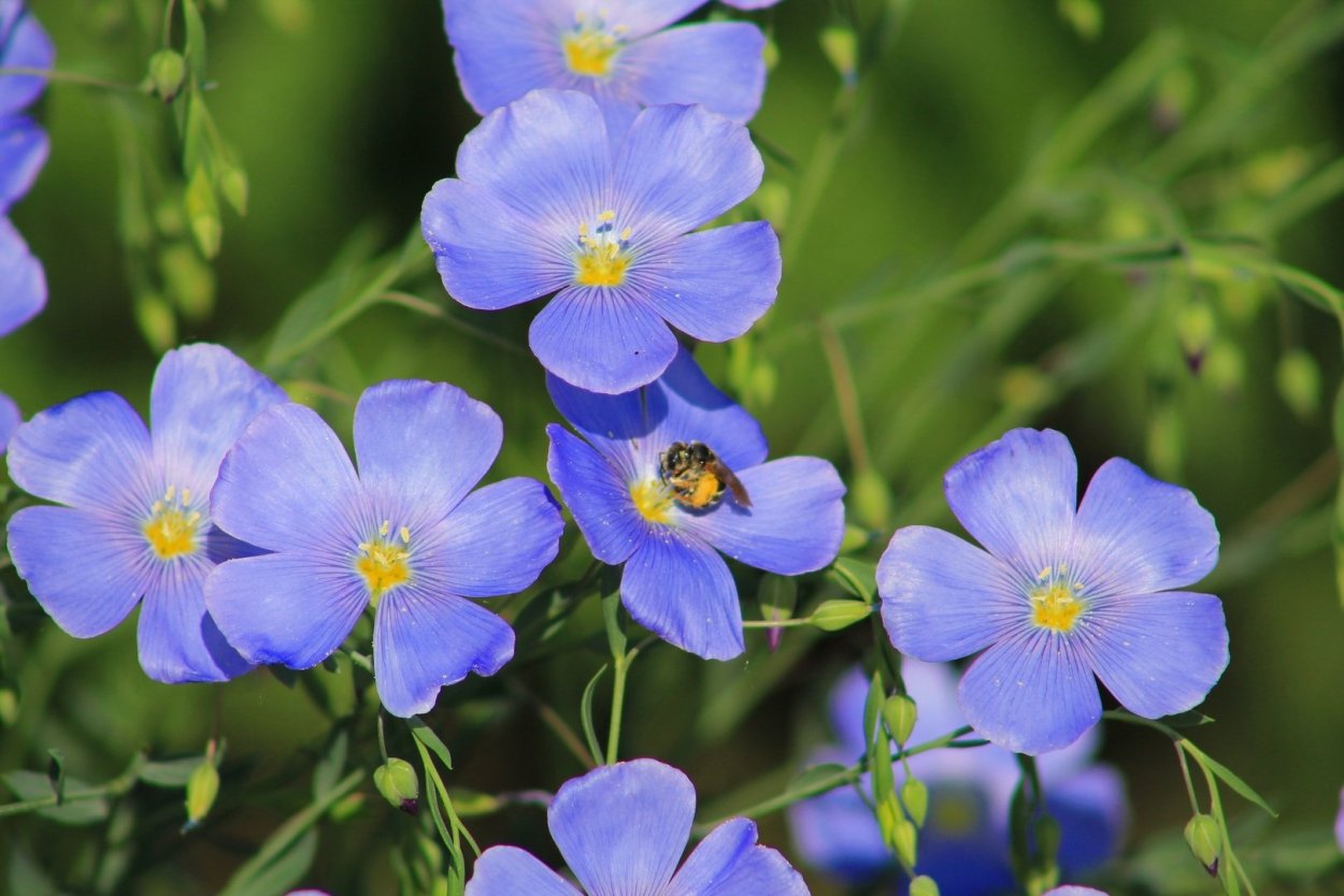 Лютик цветок голубой