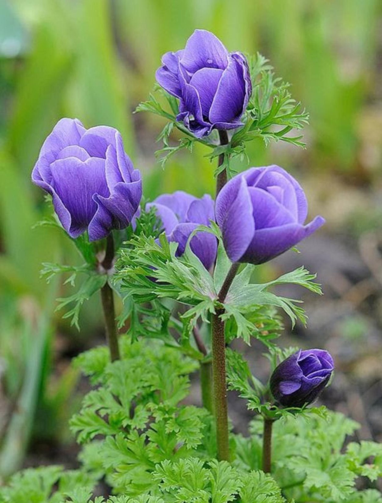 Лен долгунец поля