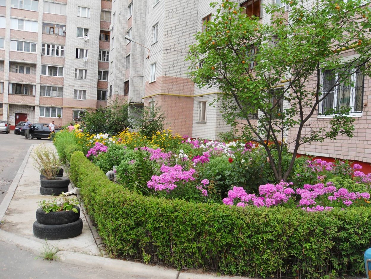 Озеленитель придомовой территории