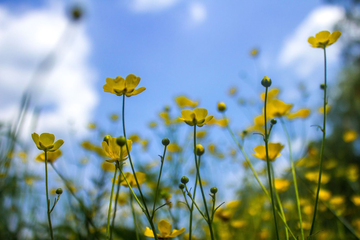 Голубой Лютик ранункулюс