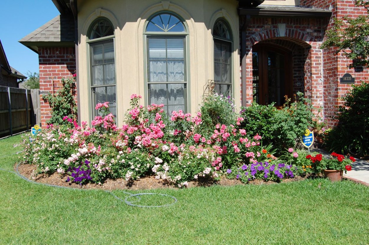 Почвопокровные розы в палисаднике