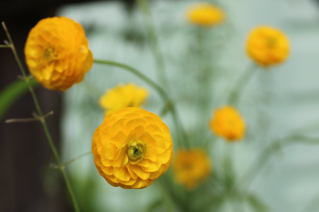 Ветреница сиреневая