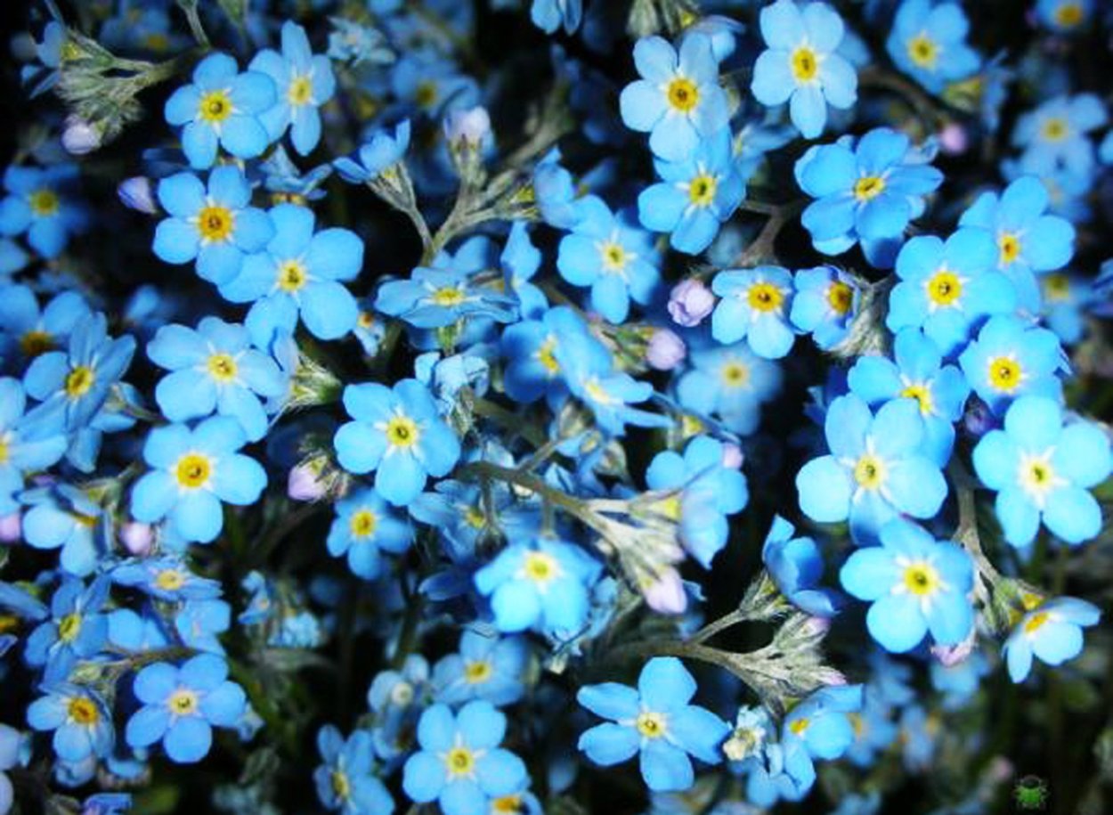 Растение Лютик голубой