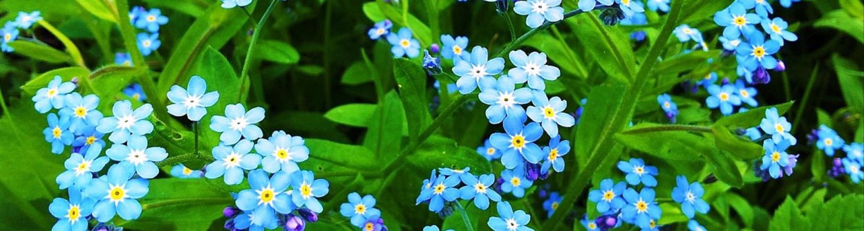 Лён обыкновенный долгунец