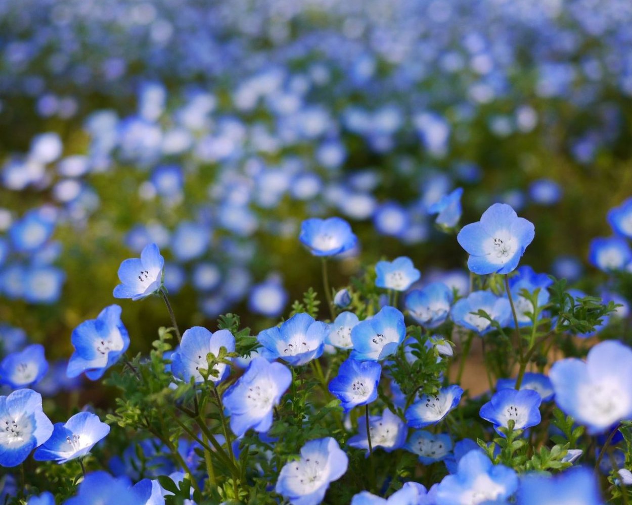 Лютик голубой полевой