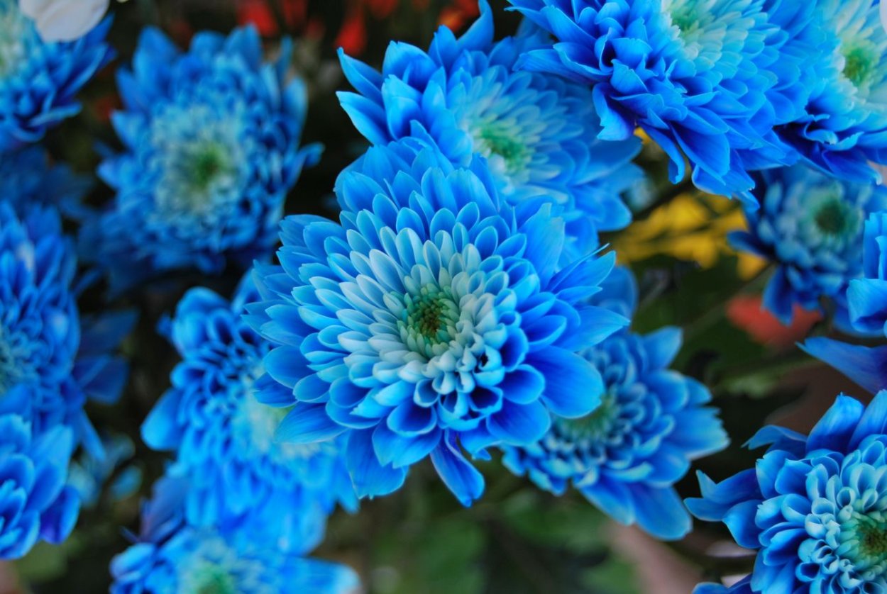 Синий колокольчик цветок