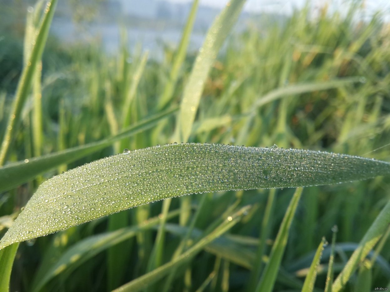 Растение с липучими колосками