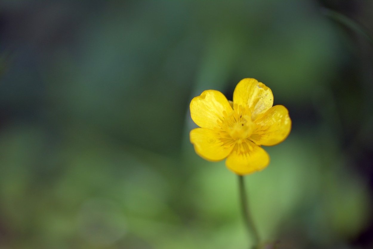 Желто голубые цветы
