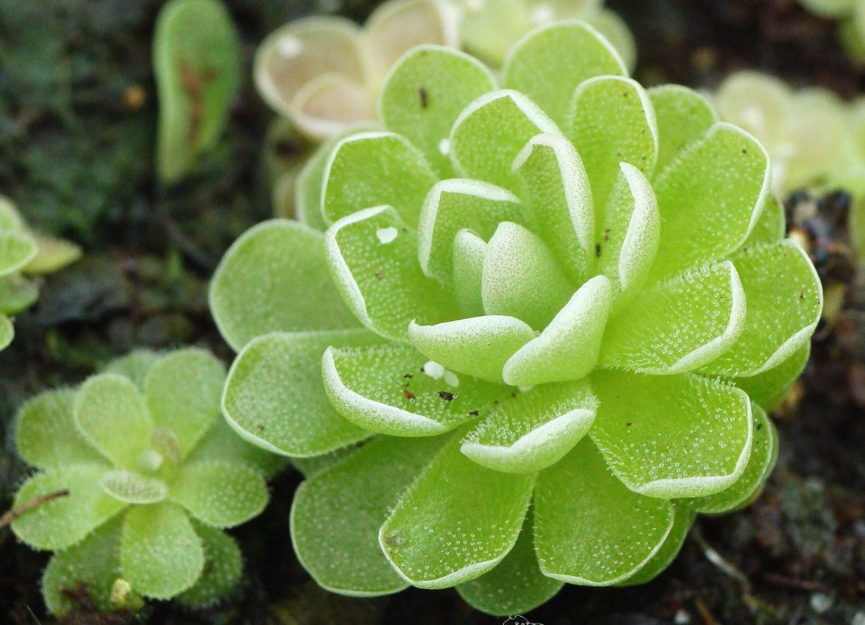 Жирянка растение хищник