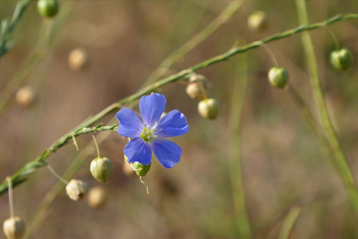 Лютик бокоцветковый