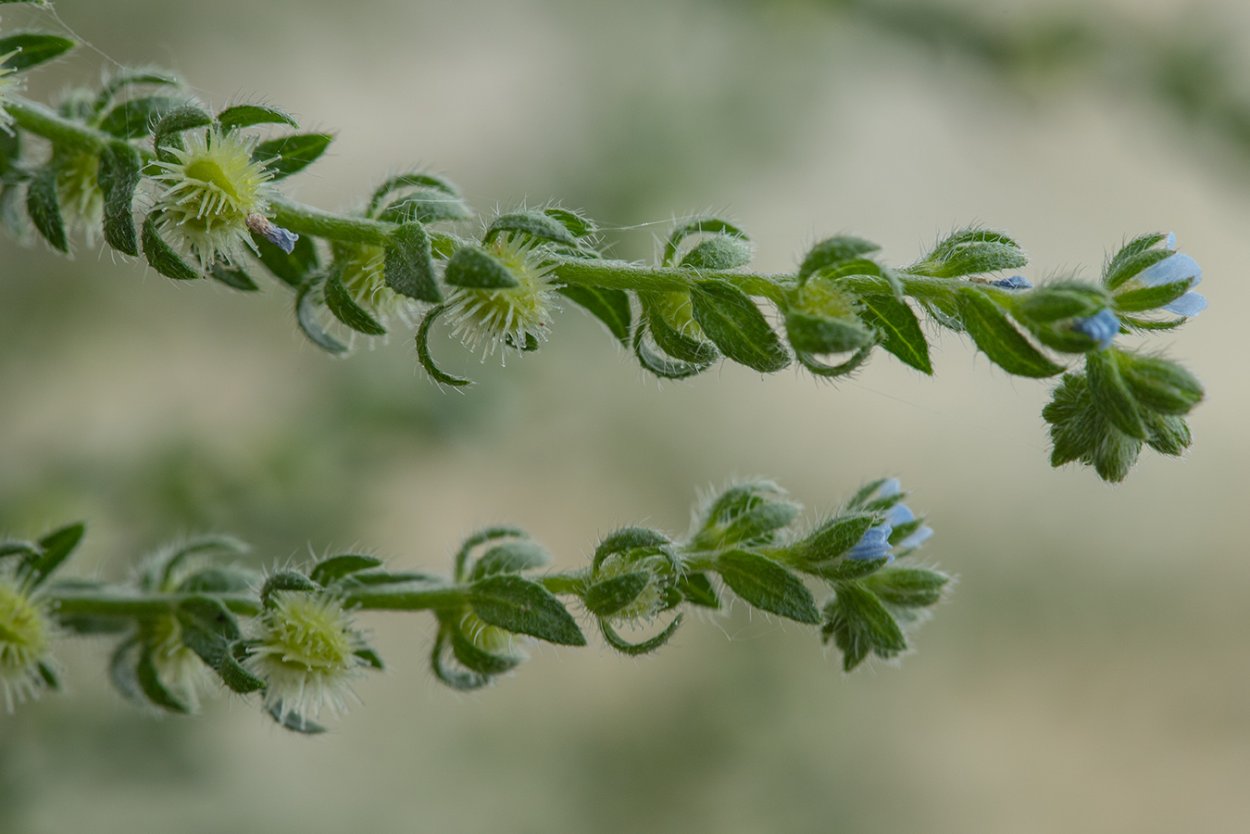 Липучка ежевидная