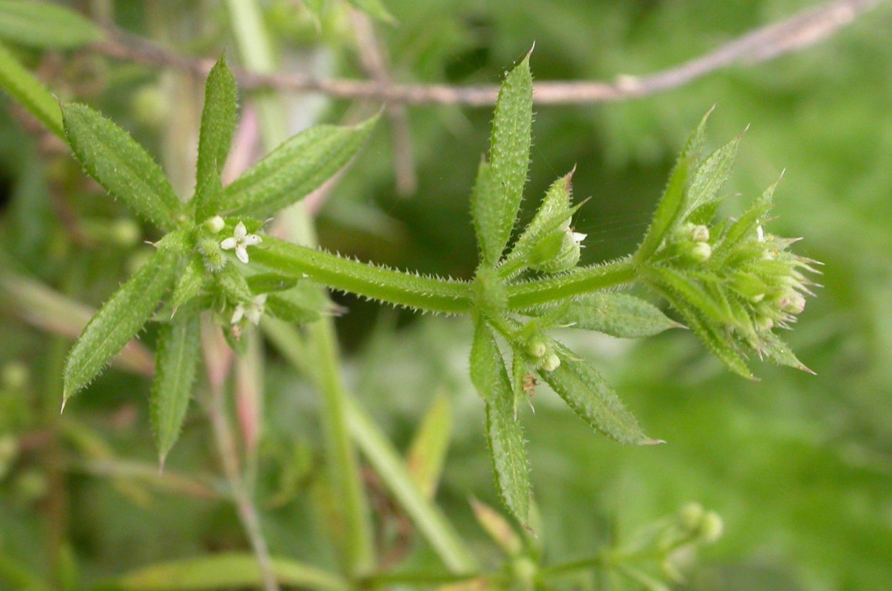 Подмаренник цепкий (Galium aparine l.)
