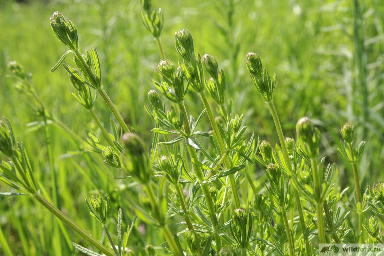 Подмаренник цепкий Gálium aparíne