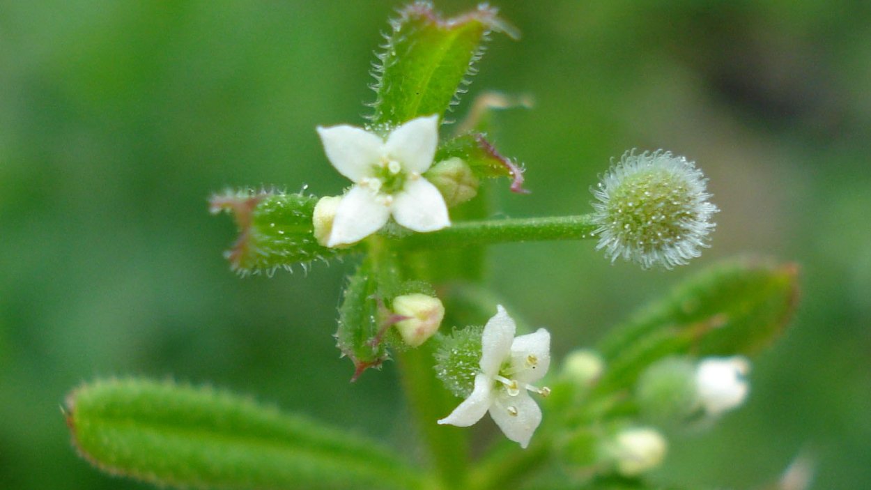 Подмаренник цепкий (Galium aparine l.)