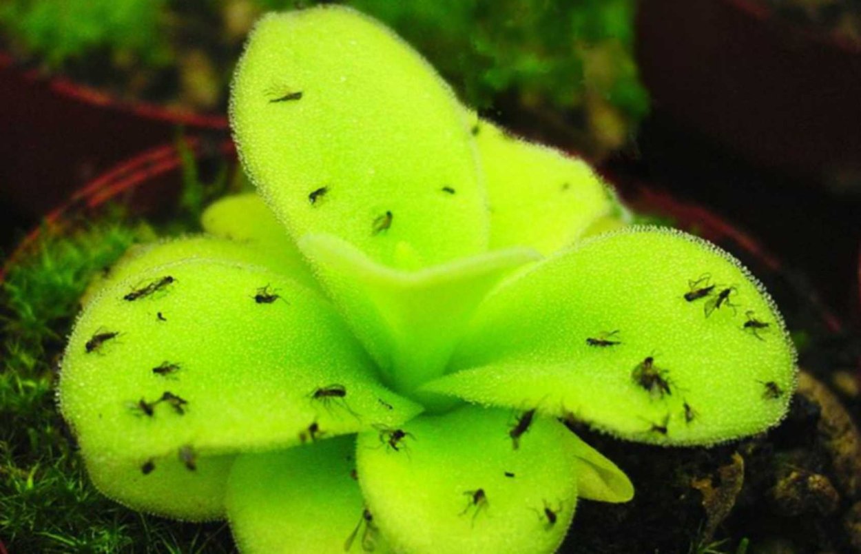 Сухие колючки