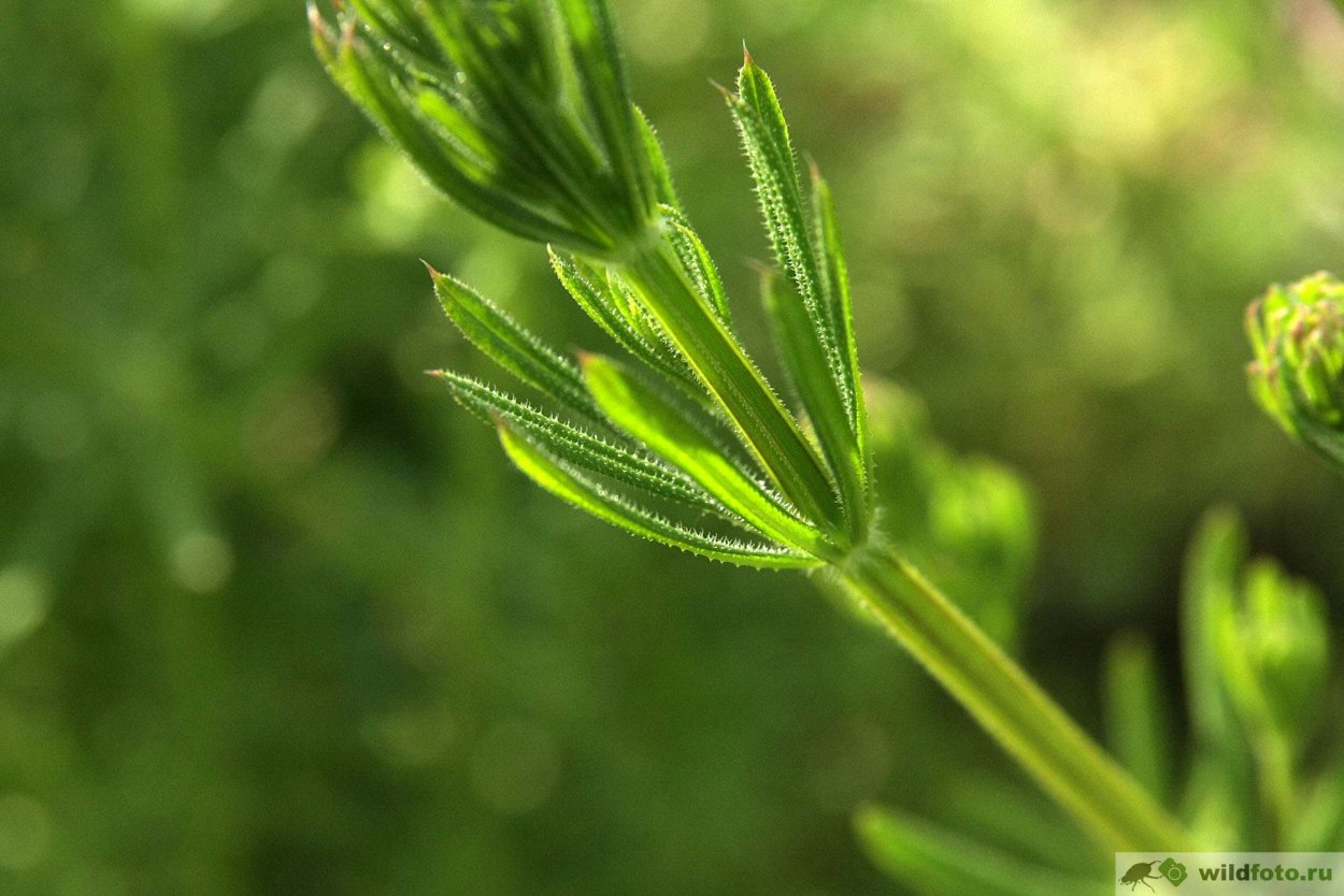 Липучка растопыренная (Lappula squarrosa)