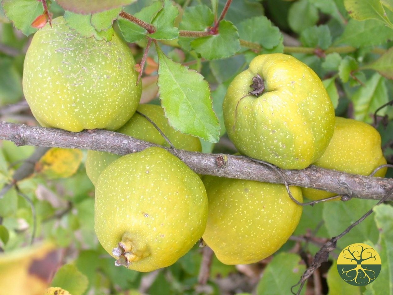 Лимонник айва