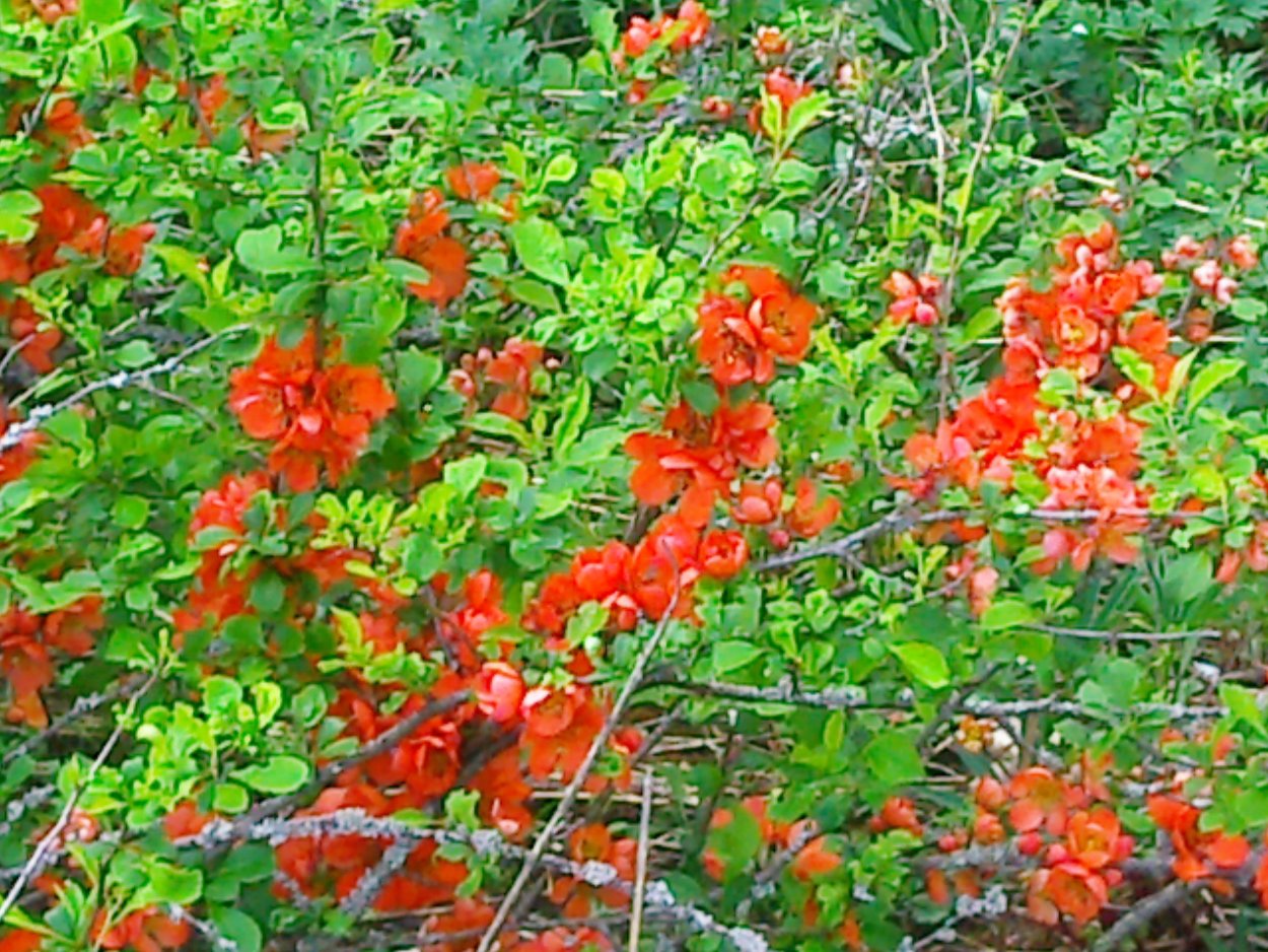 Айва цидония