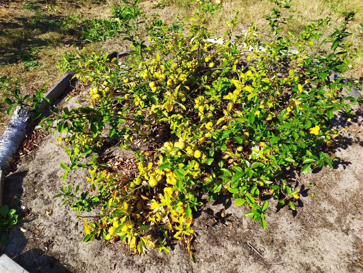 Айва японская хеномелес шпалера