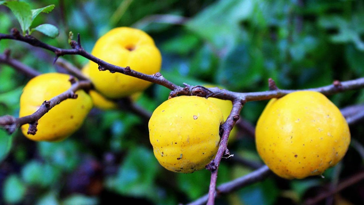 Айва обыкновенная куст