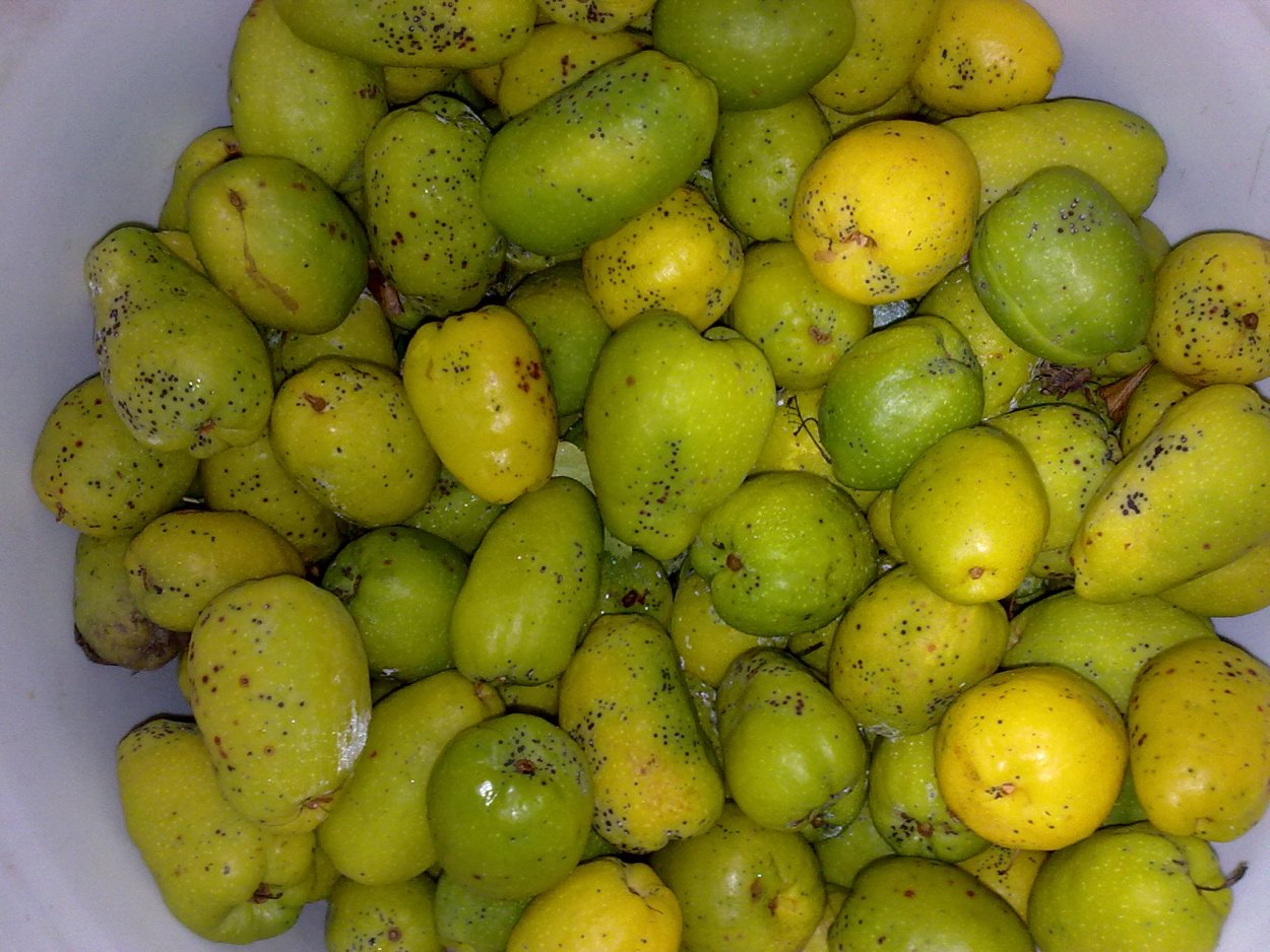 Лимонник кустарник