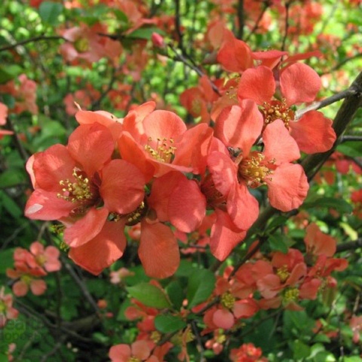 Айва китайский лимонник