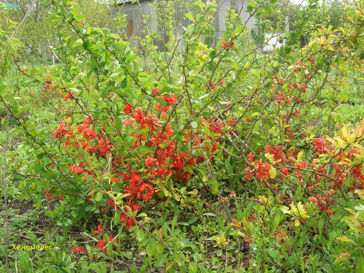 Айва обыкновенная куст