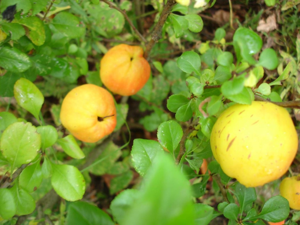 Хеномелес японская айва плоды