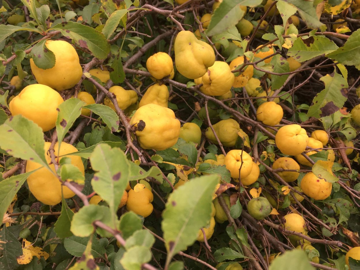 Кустарник лимонник айва