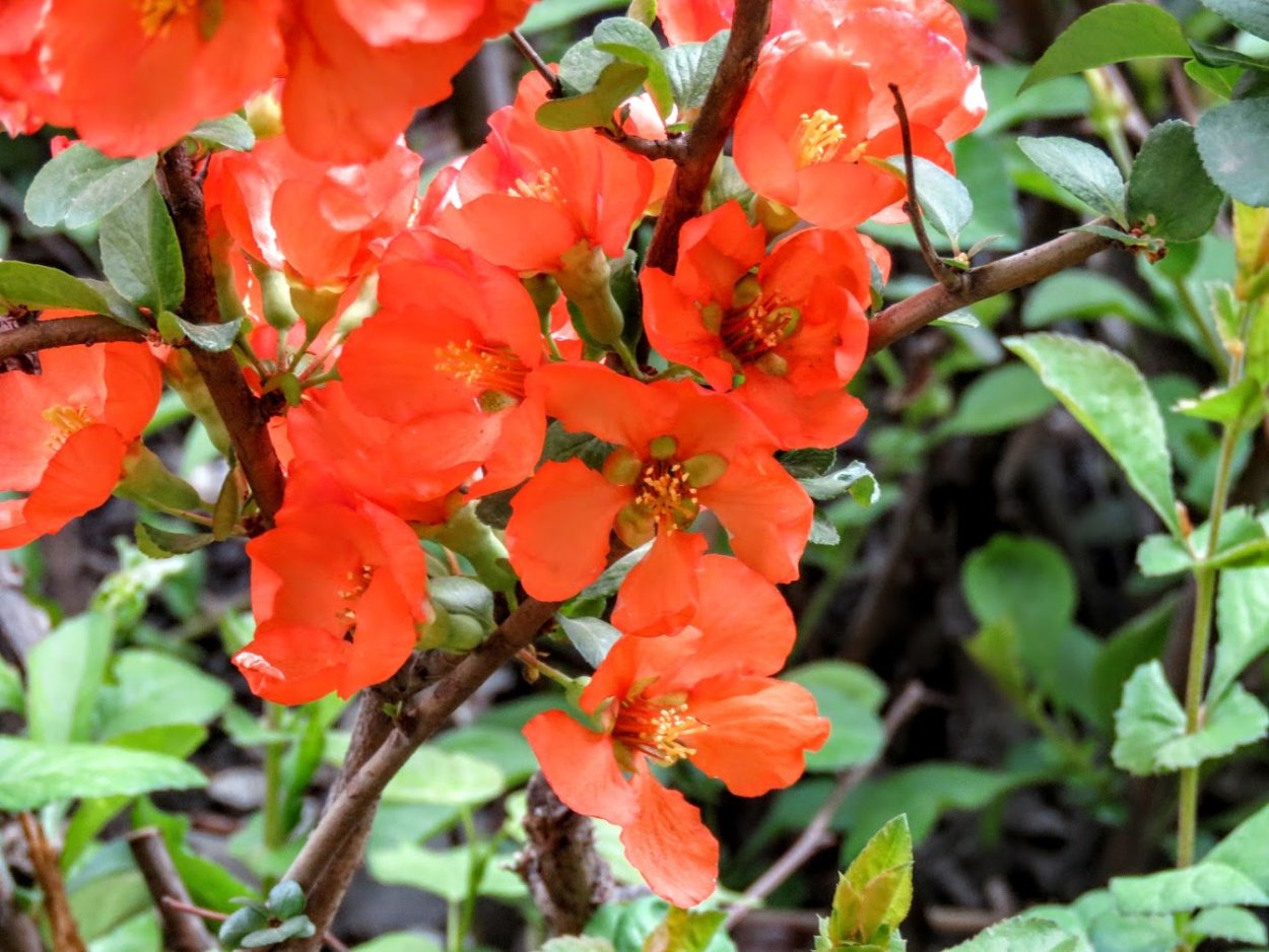 Айва японская манго