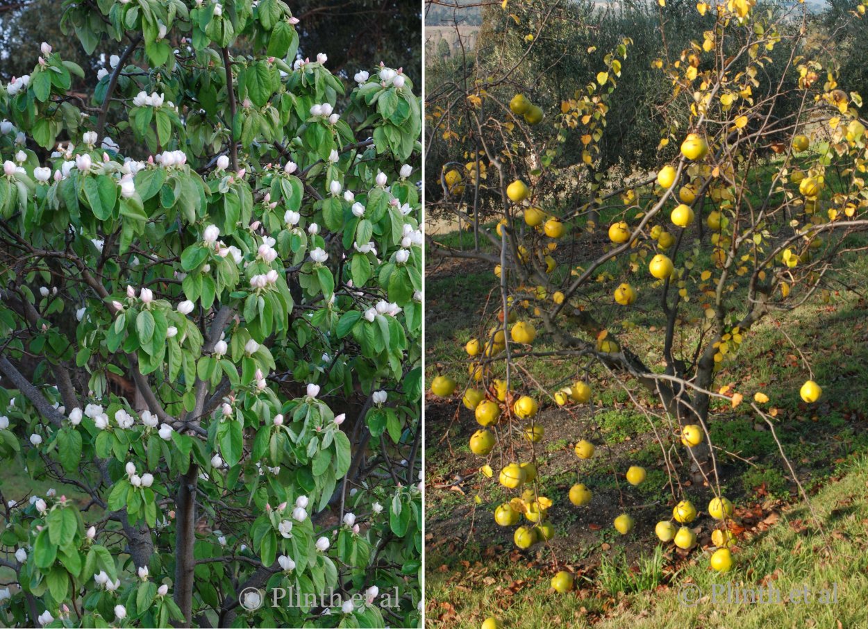 Кустарник лимонник айва