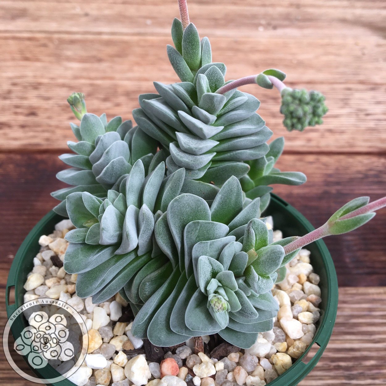 Крассула Бен