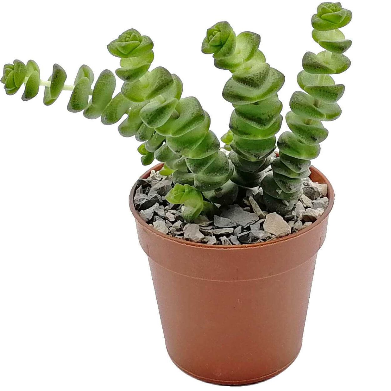 Крассула curly Green